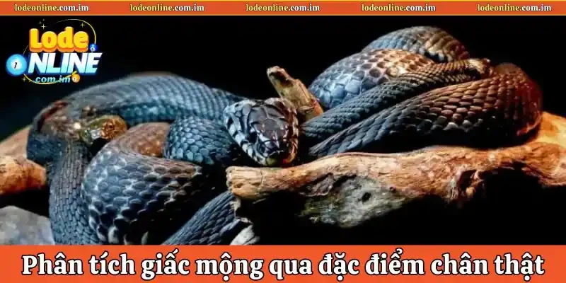 Phân tích giấc mộng dựa trên đặc điểm chân thật